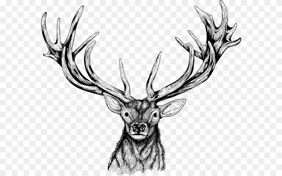 Deer Head Illustrated Elk Head, Animal, Antler, Wildlife, Mammal Free Png