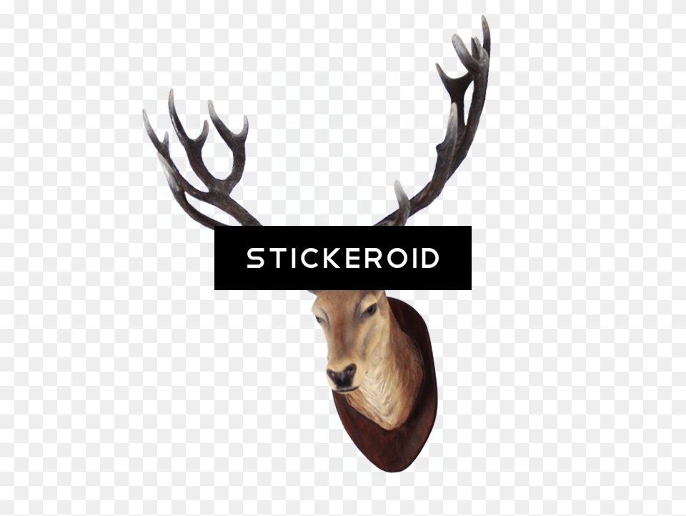 Deer Head Picture, Animal, Antler, Mammal, Wildlife Png