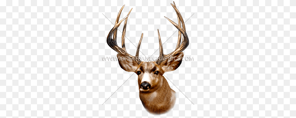 Deer Head Production Ready Artwork For T Shirt Printing, Animal, Antler, Mammal, Wildlife Free Png Download