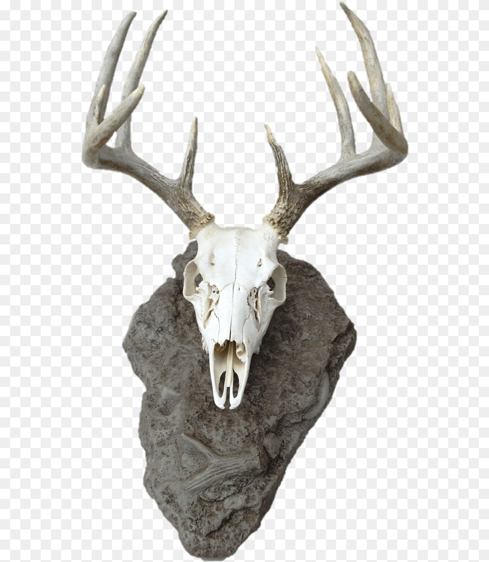 Deer Head Silhouette Dear Skull, Antler Free Png