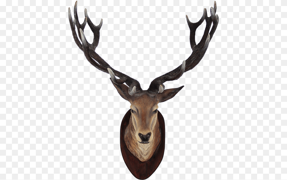 Deer Head Transparent Animals Head On Wall, Animal, Antler, Mammal, Wildlife Free Png