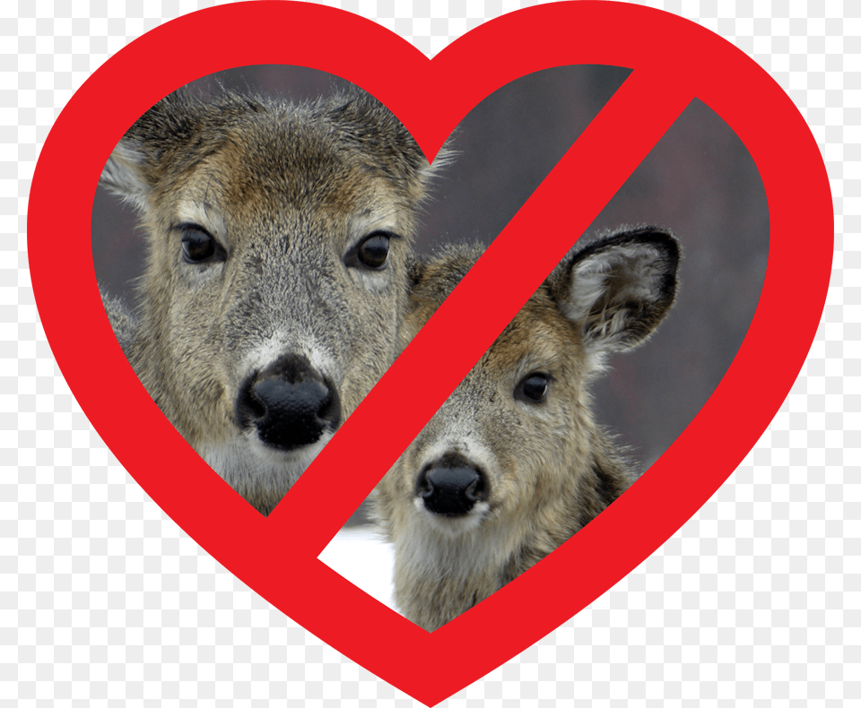 Deer Heart Hate Deer, Animal, Mammal, Wildlife, Kangaroo Free Png Download