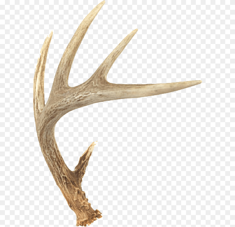 Deer Horns Freetoedit Deer Antler, Animal, Fish, Sea Life, Shark Png Image