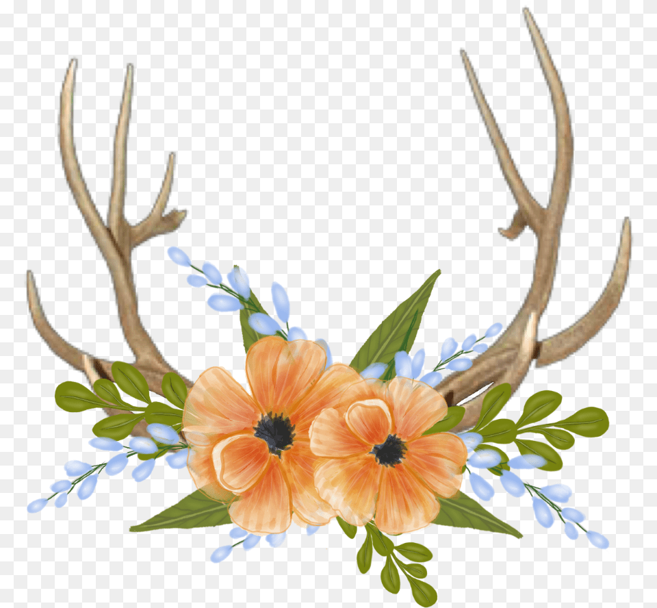 Deer Horns Portable Network Graphics, Antler, Flower, Flower Arrangement, Plant Free Png