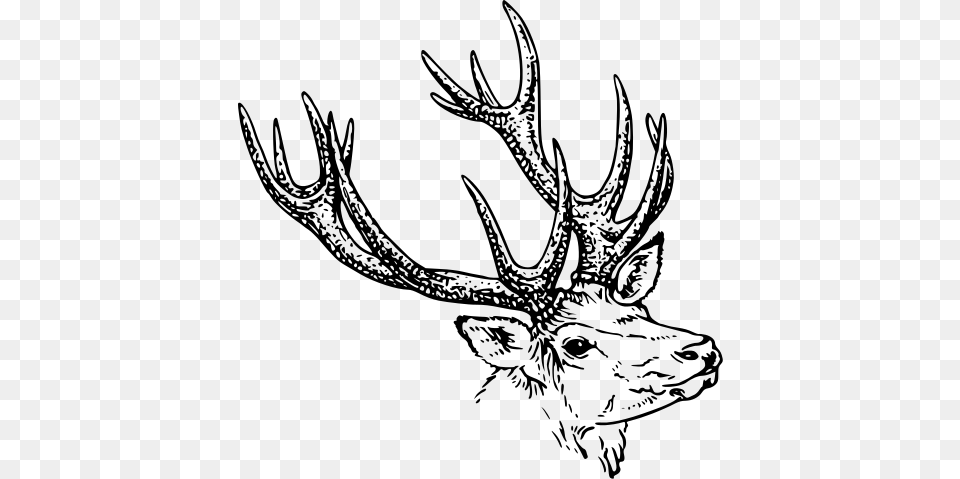 Deer Illustration Bw, Gray Png
