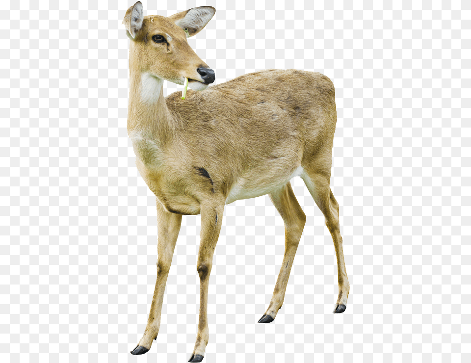 Deer Image With Background White Tailed Deer Doe White Background, Animal, Mammal, Wildlife, Antelope Free Transparent Png