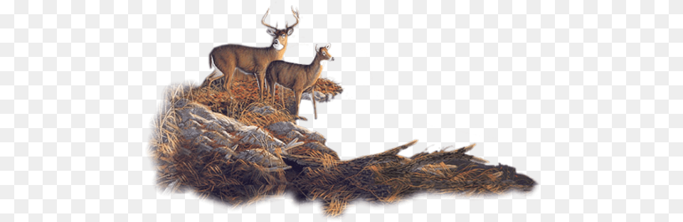 Deer Images Deer, Animal, Mammal, Wildlife, Antelope Png