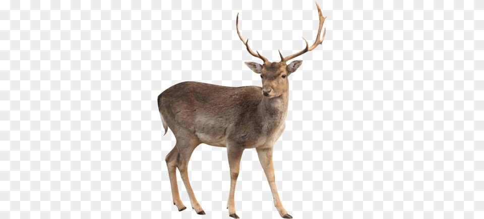 Deer Images Transparent Deer, Animal, Antelope, Mammal, Wildlife Png Image