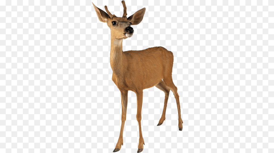 Deer Images Image Deer, Animal, Mammal, Wildlife, Antelope Free Transparent Png