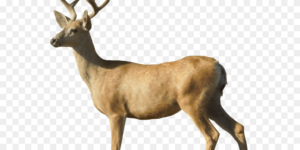Deer Images White Tailed Deer, Animal, Mammal, Wildlife, Antelope Png Image