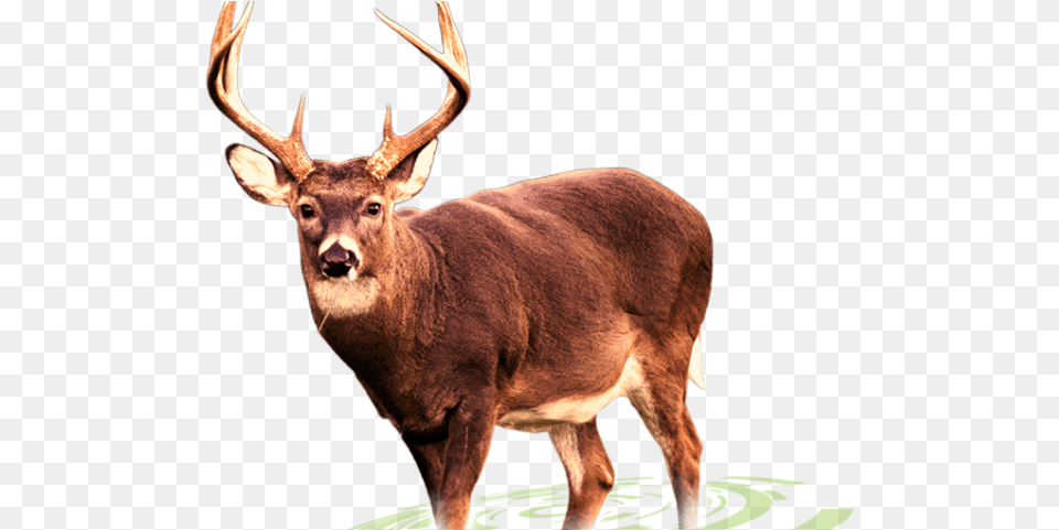 Deer Images White Tailed Deer, Animal, Antelope, Mammal, Wildlife Free Png