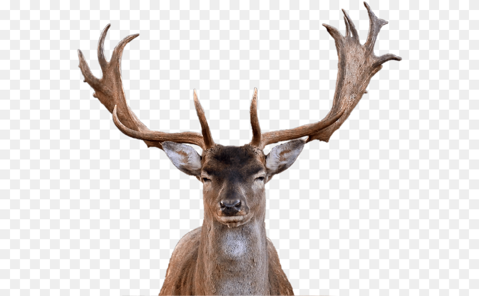Deer Images With Transparent Background Reindeer Head, Animal, Antelope, Antler, Mammal Free Png