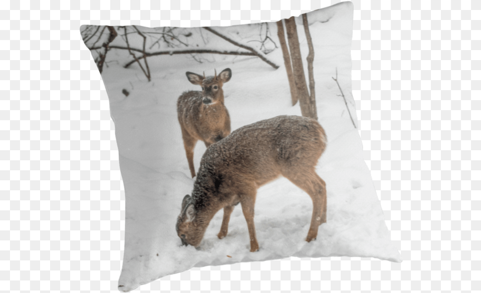 Deer In The Woods V, Animal, Mammal, Wildlife, Antelope Free Png