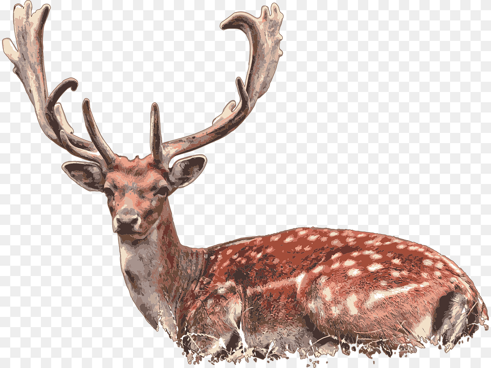 Deer Laying Down, Animal, Mammal, Wildlife, Antler Free Png