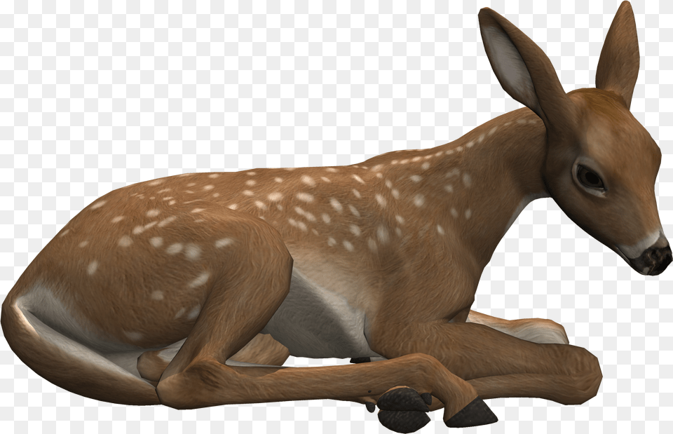 Deer Lying Down, Animal, Mammal, Wildlife, Antelope Png