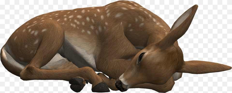 Deer Lying Down Transparent Background Rhinoceros, Animal, Mammal, Wildlife, Antelope Png