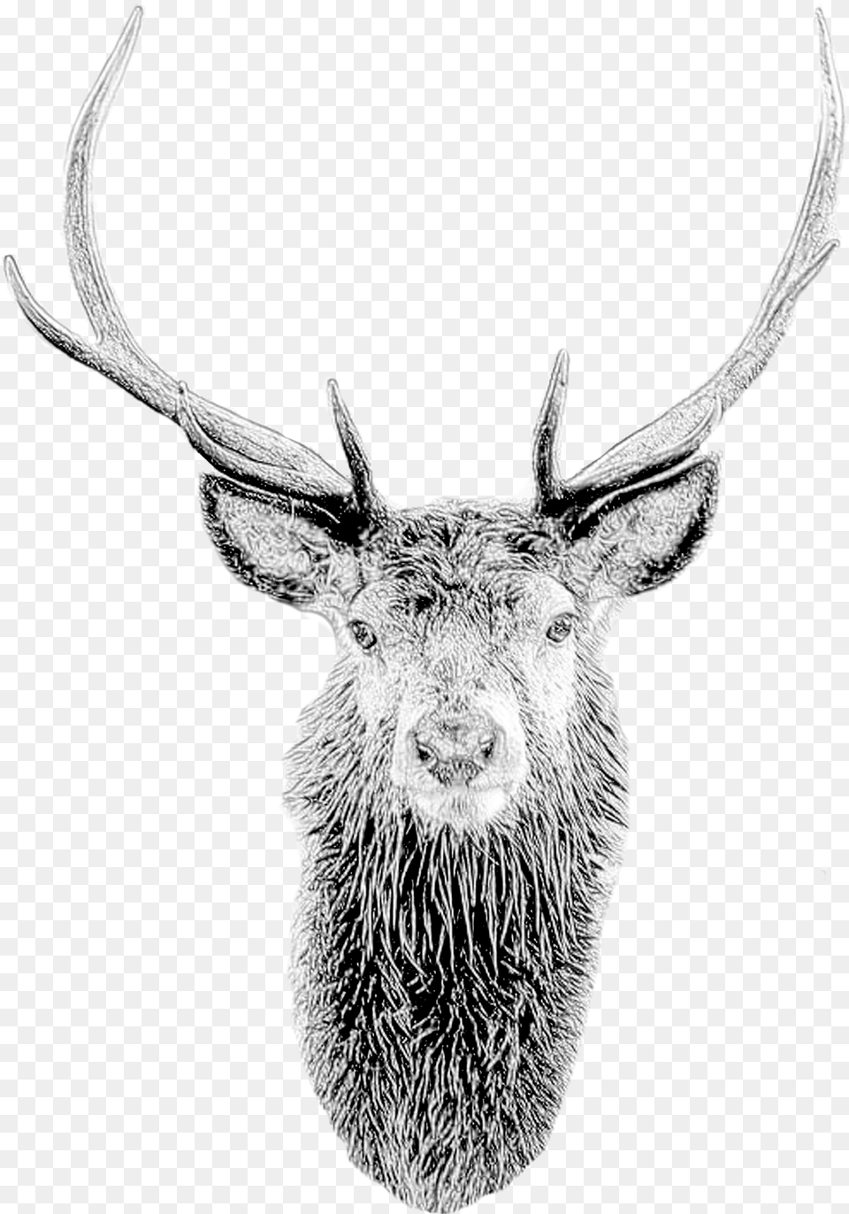 Deer Mask Deer Head Stag Mask Printable Diy Pdf Template Portable Network Graphics, Animal, Antler, Mammal, Wildlife Free Transparent Png