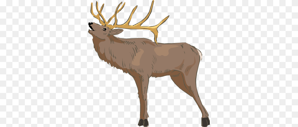 Deer Moose Elk And Caribou Transparent Elk, Animal, Mammal, Wildlife, Antelope Png