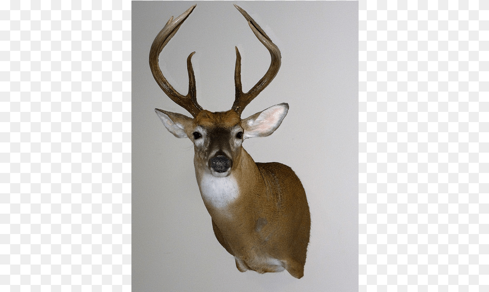 Deer Mount Elk, Animal, Antelope, Mammal, Wildlife Png
