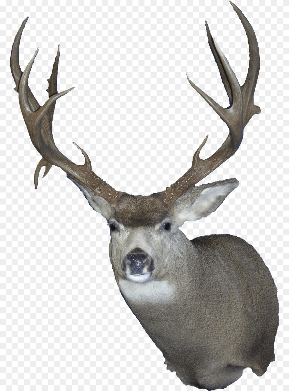Deer Mule Deer Wall Clear Mule Deer Transparent, Animal, Antler, Mammal, Wildlife Free Png Download