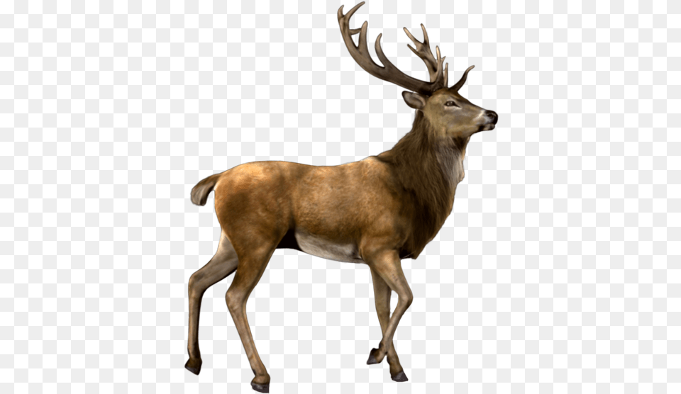 Deer Nature Antlers Antler Animals Sticker By Proomo Elk, Animal, Antelope, Mammal, Wildlife Free Png Download
