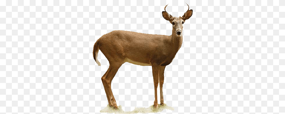 Deer Oklahoma Department Of Wildlife Conservation, Animal, Antelope, Mammal Png Image