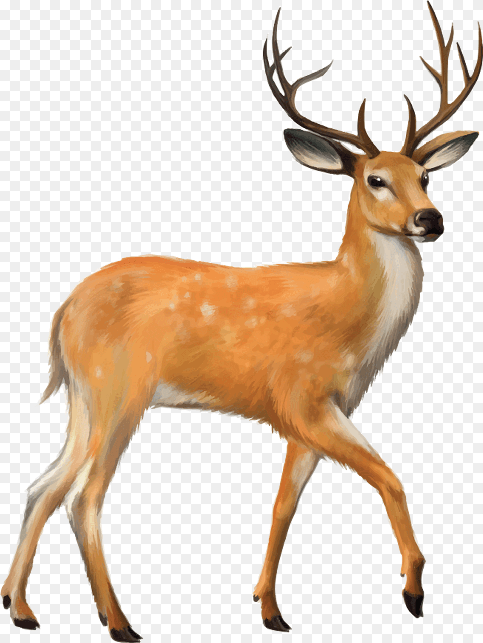 Deer Photo Background Deer, Animal, Antelope, Mammal, Wildlife Png