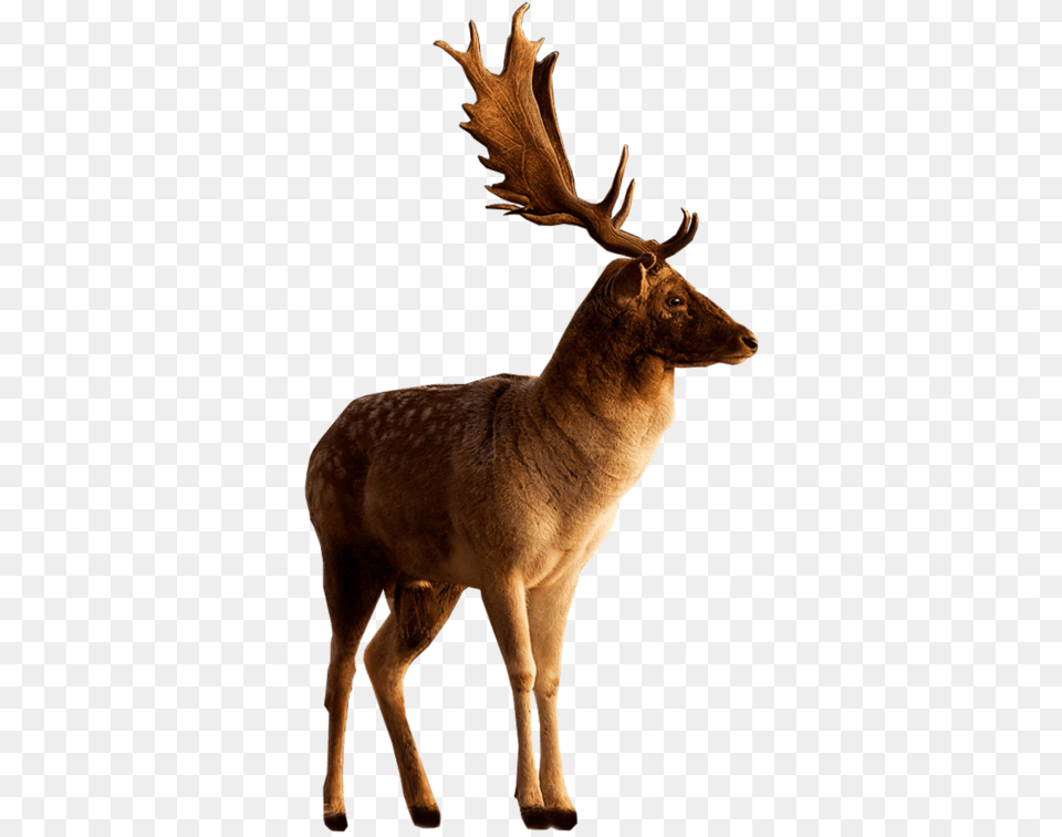 Deer Photoshop, Animal, Antelope, Mammal, Wildlife Free Png
