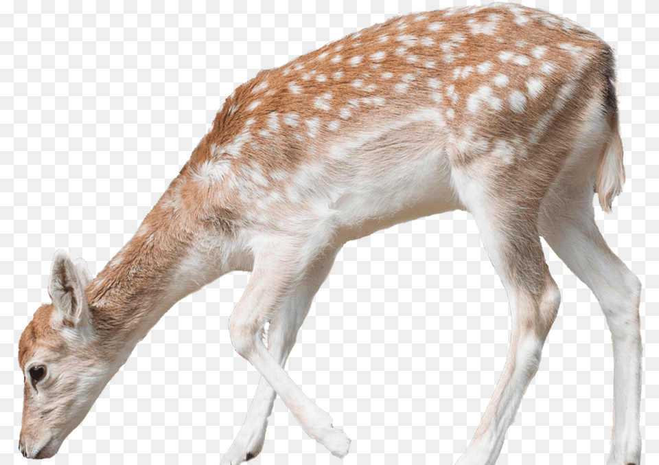 Deer Pic Deer, Animal, Antelope, Mammal, Wildlife Free Png