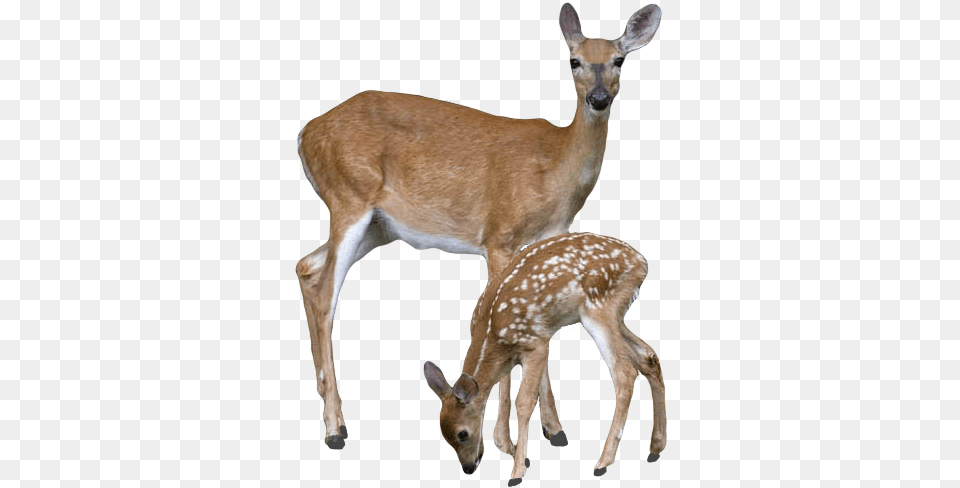 Deer Picture Doe And Fawn Clipart, Animal, Mammal, Wildlife, Kangaroo Free Transparent Png