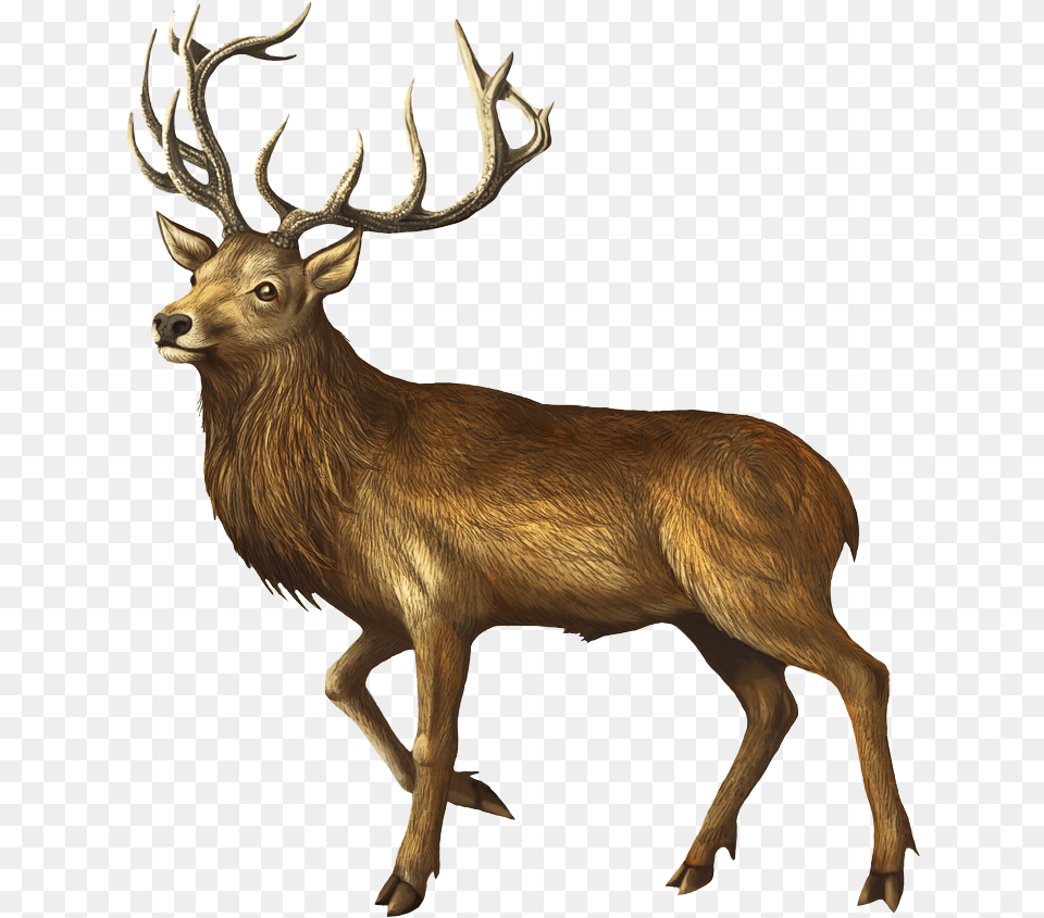 Deer Pre David39s Deer, Animal, Antelope, Elk, Mammal Png Image