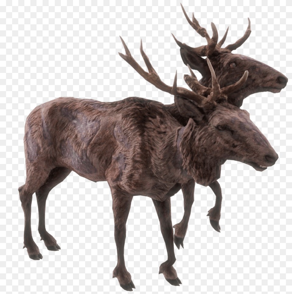 Deer Radstag Doe, Animal, Antelope, Mammal, Moose Free Png Download