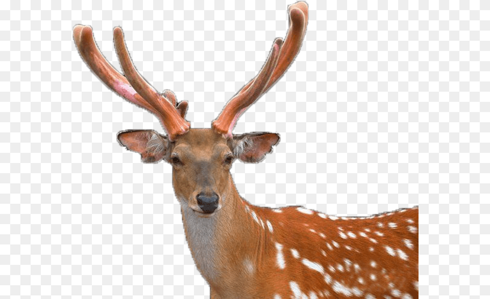 Deer Reindeer, Animal, Antelope, Mammal, Wildlife Png Image