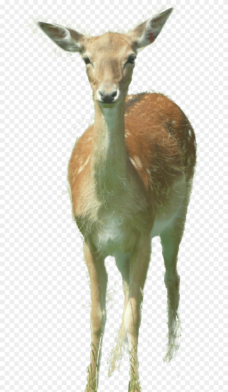 Deer Roe Deer, Animal, Antelope, Wildlife, Mammal Png Image