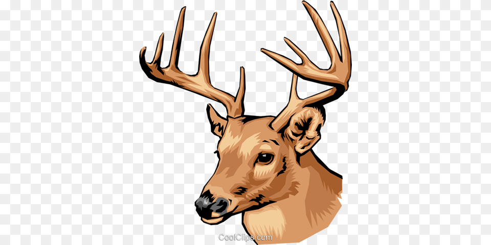 Deer Royalty Vector Clip Art Illustration, Wildlife, Animal, Antler, Mammal Free Png