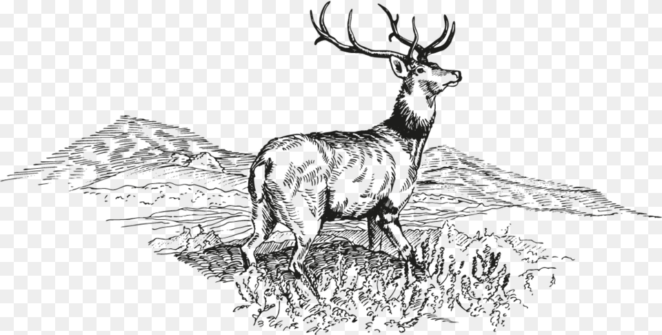 Deer Sketch, Animal, Mammal, Wildlife, Elk Free Png