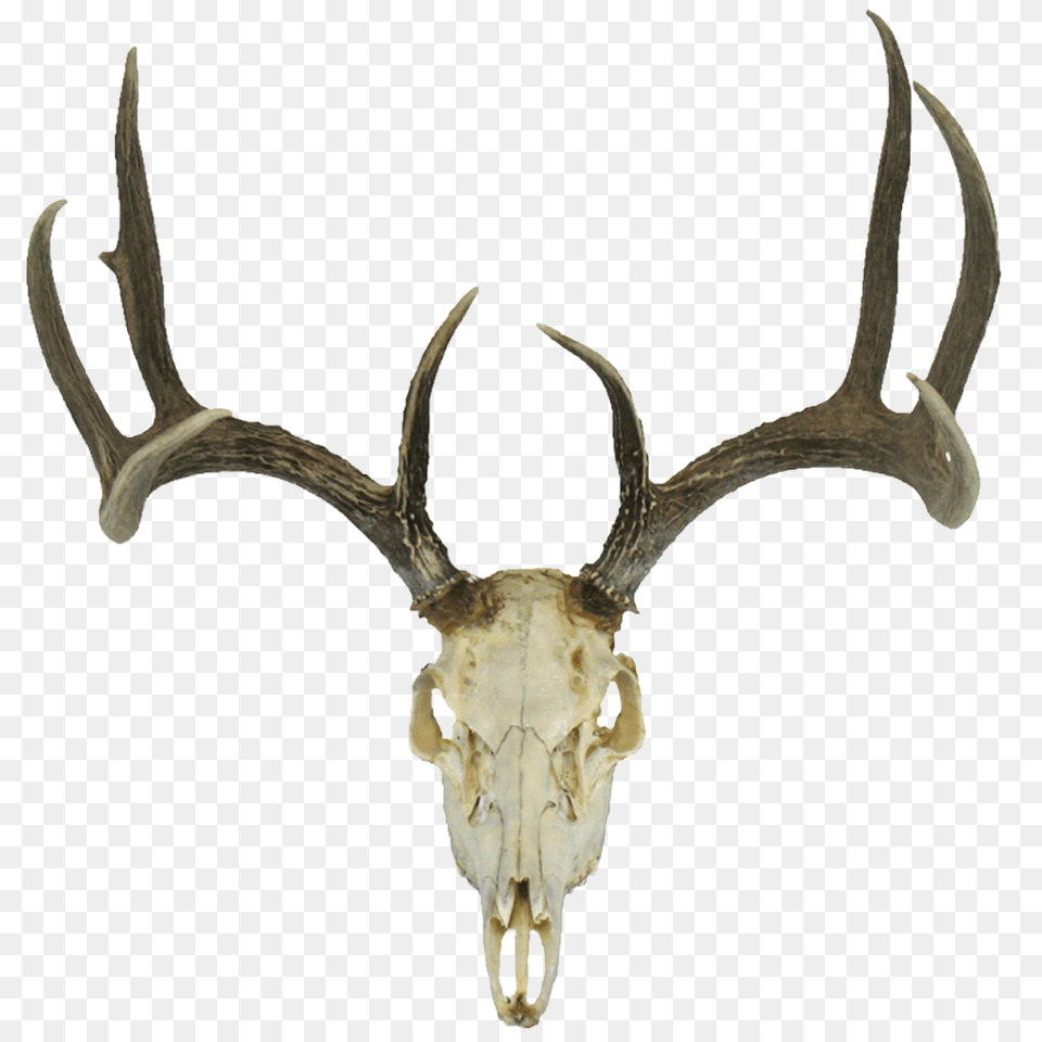 Deer Skull Png Image