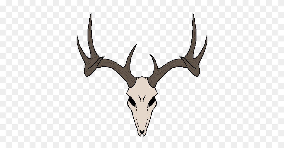 Deer Skull, Antler, Animal, Mammal, Wildlife Free Png