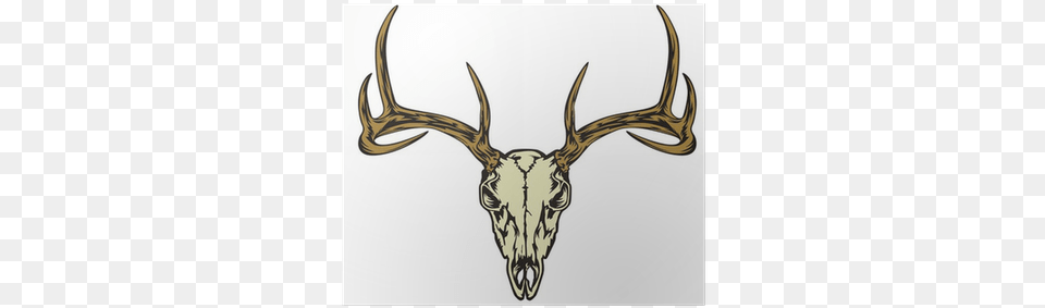 Deer Skull, Animal, Antler, Mammal, Wildlife Png