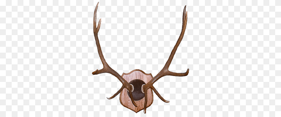 Deer Skull Clipart, Antler, Animal, Invertebrate, Spider Png