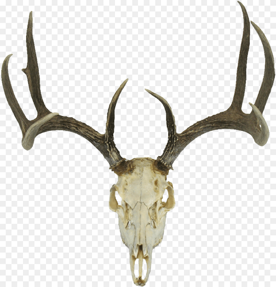 Deer Skull Deer Head Skull, Antler, Animal, Antelope, Mammal Png Image