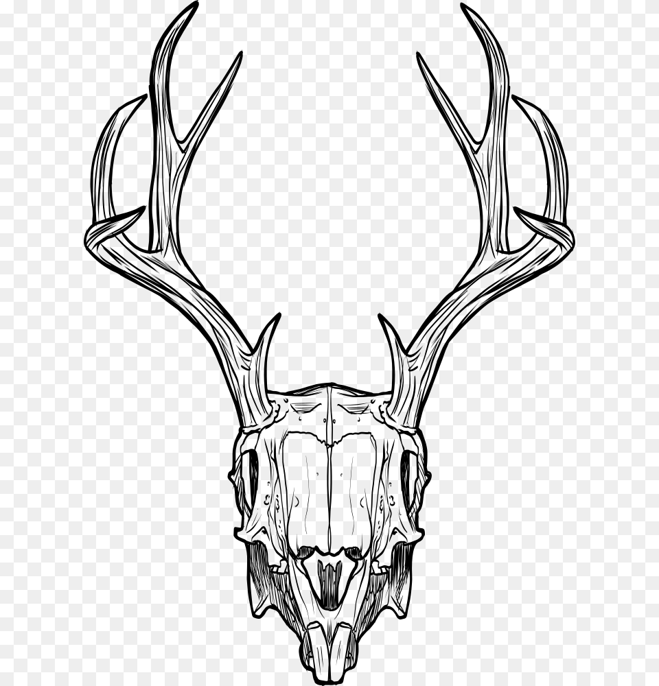 Deer Skull Jackalope Skull, Gray Free Png