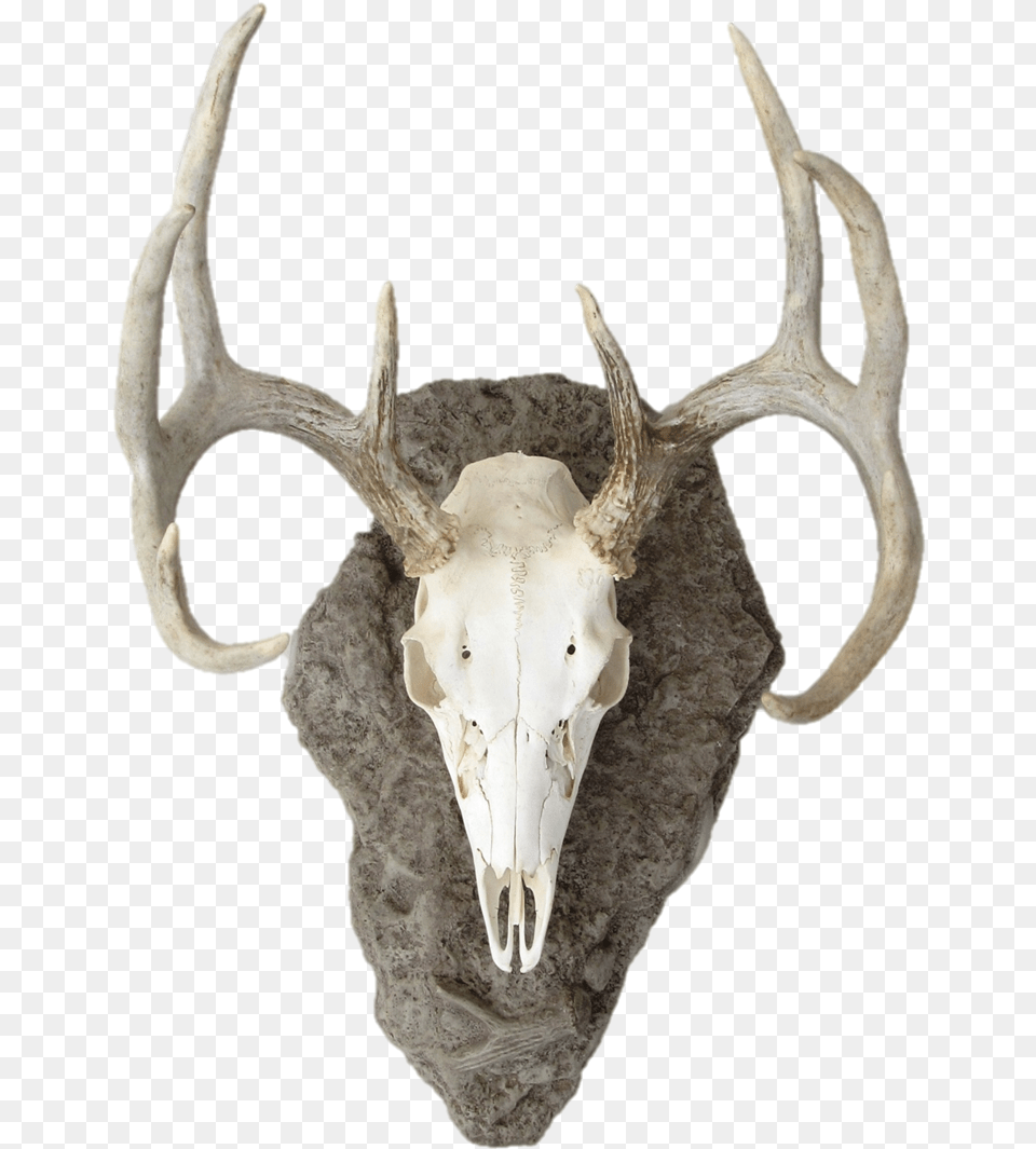 Deer Skull Mounted Deer Head, Antler Png Image