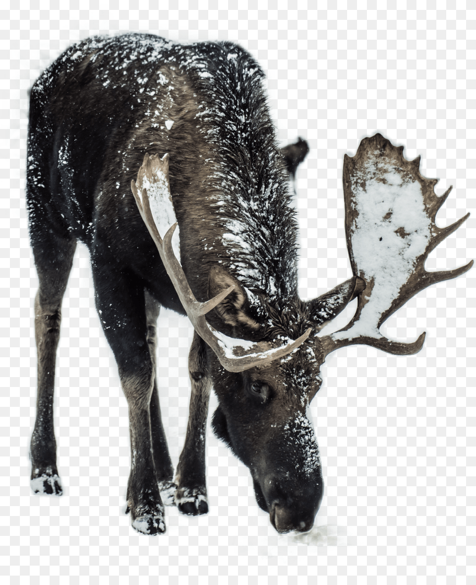 Deer Snow Snowman Snowwhite Deerseason Horns Animals Eating Road Salt, Animal, Mammal, Moose, Wildlife Png
