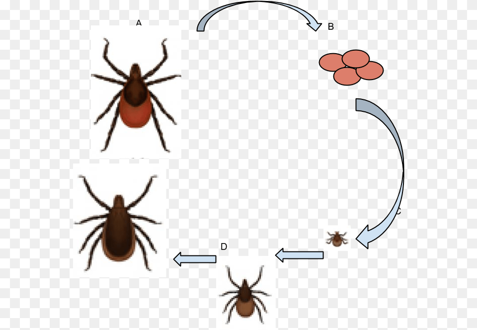 Deer Tick Life Cycle 3 Deer Ticks Ixodes Scapularis, Animal, Insect, Invertebrate, Spider Free Transparent Png