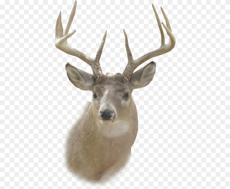Deer Transpa Pngmart Com Deer Head, Animal, Mammal, Wildlife, Antelope Free Png Download