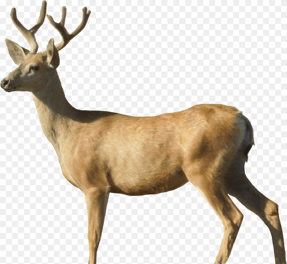 Deer Transparent Background, Animal, Antelope, Mammal, Wildlife Png Image