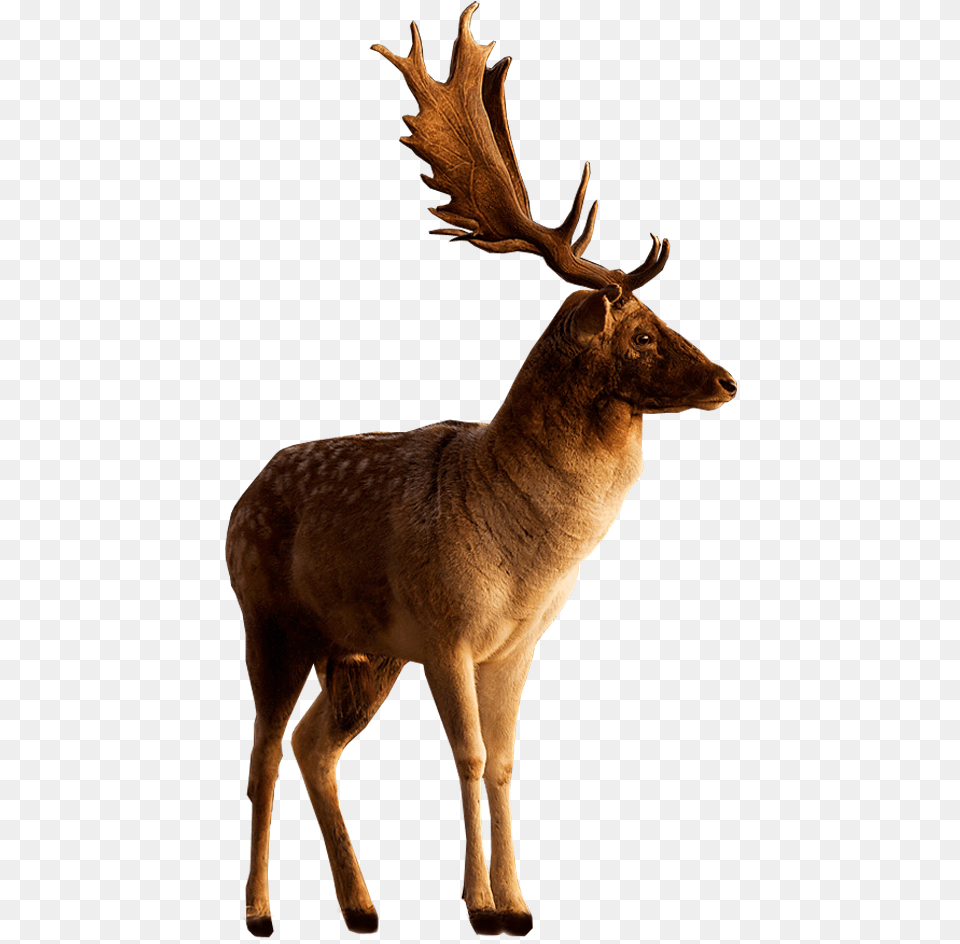 Deer Transparent Background, Animal, Antelope, Mammal, Wildlife Png Image