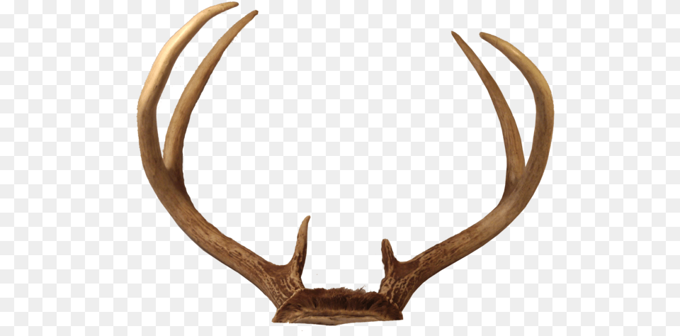 Deer Transparent Background Images Download Antlers, Antler, Animal, Kangaroo, Mammal Free Png