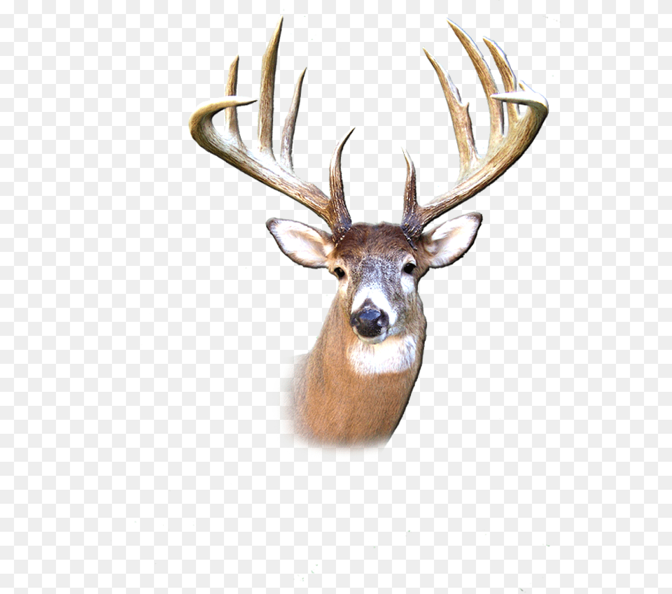 Deer Transparent Buck, Animal, Antelope, Mammal, Wildlife Free Png